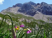 48  Sul sent.  218 per la Bocchetta di Corna Piana con Allium insubricum e vista in Arera 